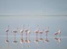 Africa, Tanzania, Ngorongoro Conservation Area. Greater flamingos reflect in lake. Art Print